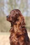 SETTER IRLANDAIS 426